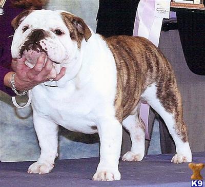 Stud Dogs in IN